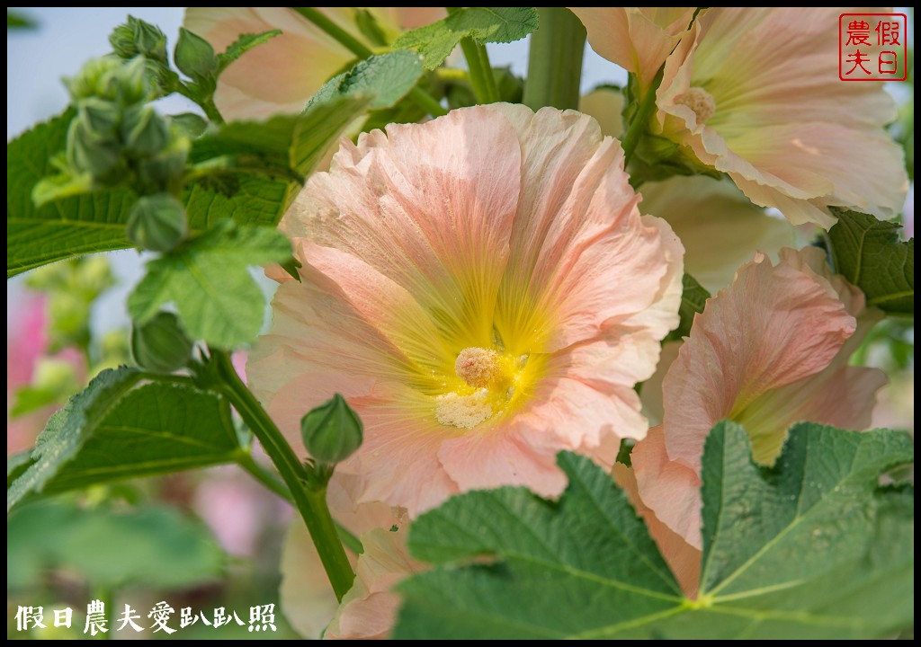 員林大明里南區公園旁蜀葵花海盛開．交通資訊.免費參觀 @假日農夫愛趴趴照