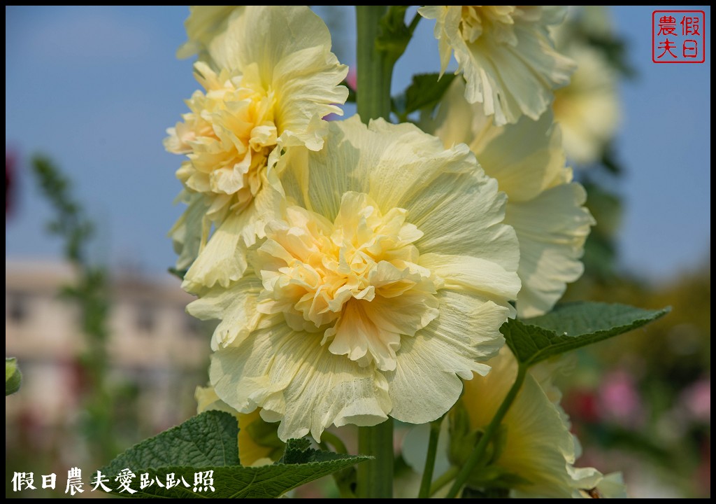 員林大明里南區公園旁蜀葵花海盛開．交通資訊.免費參觀 @假日農夫愛趴趴照