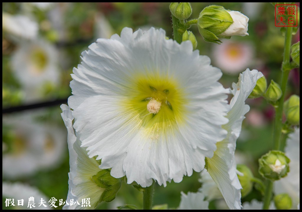 員林大明里南區公園旁蜀葵花海盛開．交通資訊.免費參觀 @假日農夫愛趴趴照