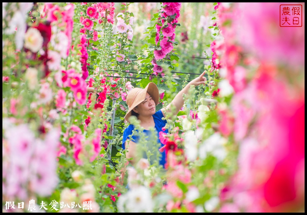 員林大明里南區公園旁蜀葵花海盛開．交通資訊.免費參觀 @假日農夫愛趴趴照