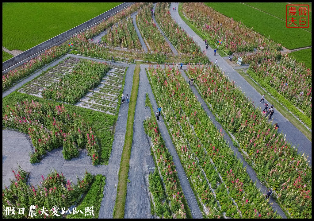 員林大明里南區公園旁蜀葵花海盛開．交通資訊.免費參觀 @假日農夫愛趴趴照