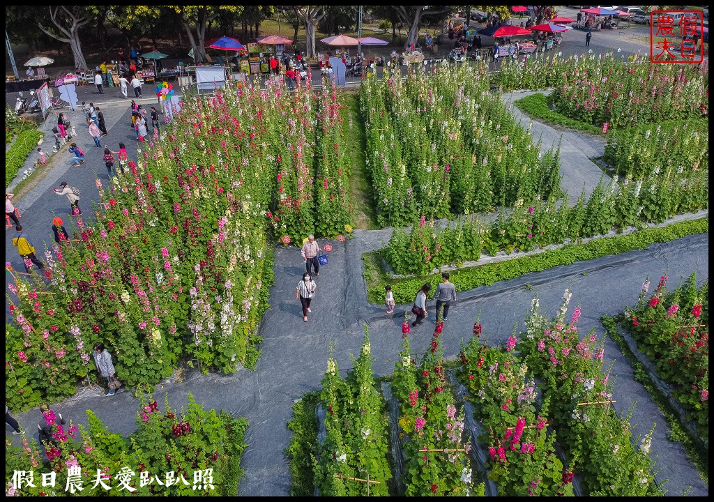 員林大明里南區公園旁蜀葵花海盛開．交通資訊.免費參觀 @假日農夫愛趴趴照