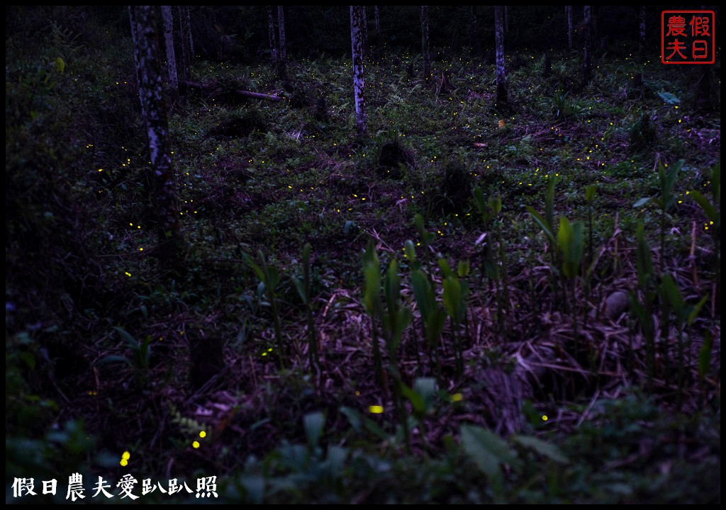 鹿谷三生緣區螢火蟲大爆發．螢光閃閃舞動美麗浪漫夜色 @假日農夫愛趴趴照