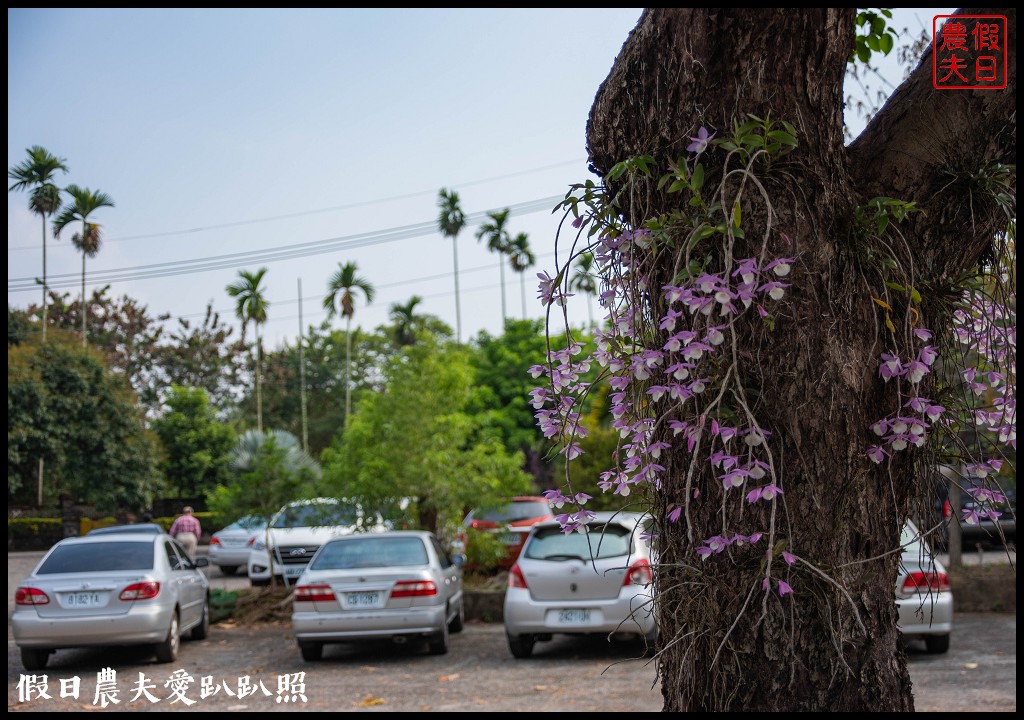 嘉義番路|佳鄉庭園餐館石斛蘭花瀑盛開．萬朵粉色石斛蘭花瀑布 @假日農夫愛趴趴照