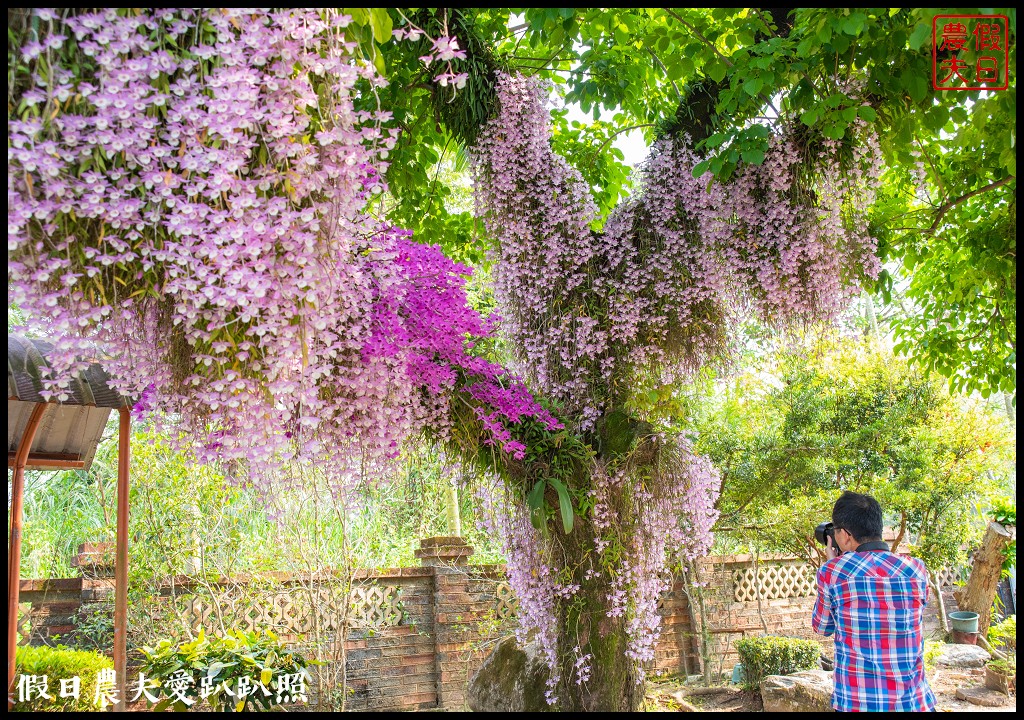 嘉義番路|佳鄉庭園餐館石斛蘭花瀑盛開．萬朵粉色石斛蘭花瀑布 @假日農夫愛趴趴照