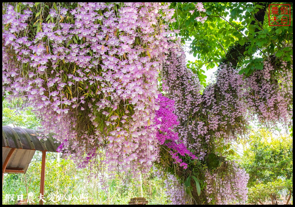 嘉義番路|佳鄉庭園餐館石斛蘭花瀑盛開．萬朵粉色石斛蘭花瀑布 @假日農夫愛趴趴照