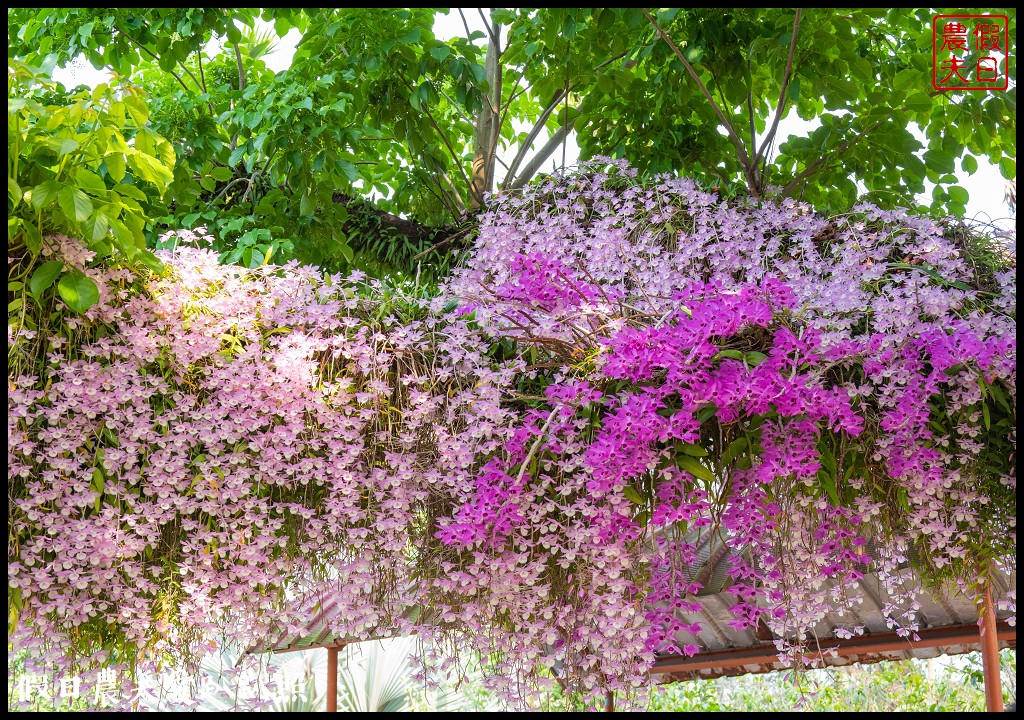 嘉義番路|佳鄉庭園餐館石斛蘭花瀑盛開．萬朵粉色石斛蘭花瀑布 @假日農夫愛趴趴照