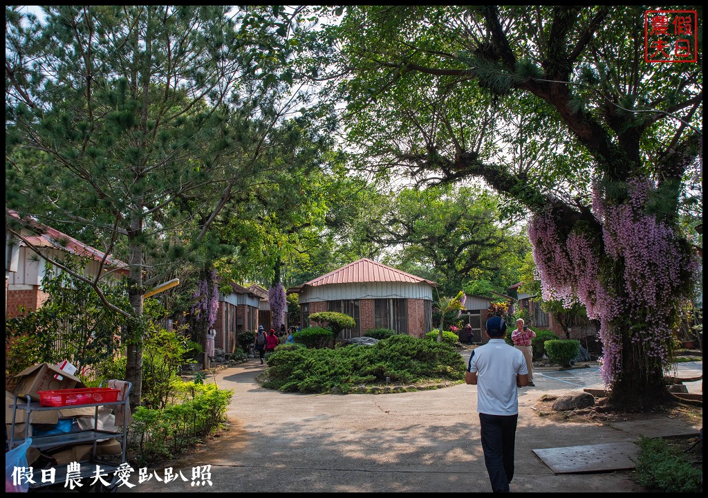 嘉義番路|佳鄉庭園餐館石斛蘭花瀑盛開．萬朵粉色石斛蘭花瀑布 @假日農夫愛趴趴照