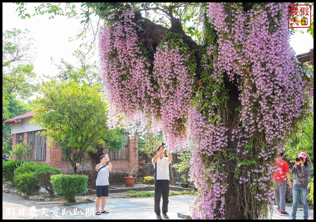 嘉義番路|佳鄉庭園餐館石斛蘭花瀑盛開．萬朵粉色石斛蘭花瀑布 @假日農夫愛趴趴照