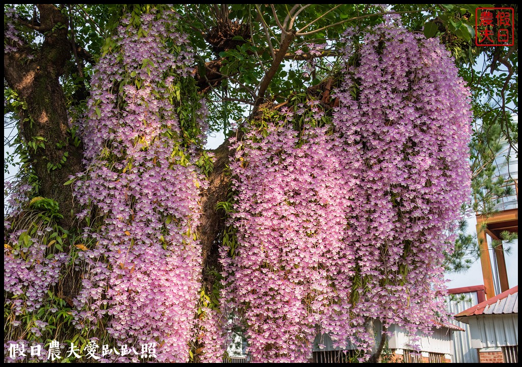 嘉義番路|佳鄉庭園餐館石斛蘭花瀑盛開．萬朵粉色石斛蘭花瀑布 @假日農夫愛趴趴照