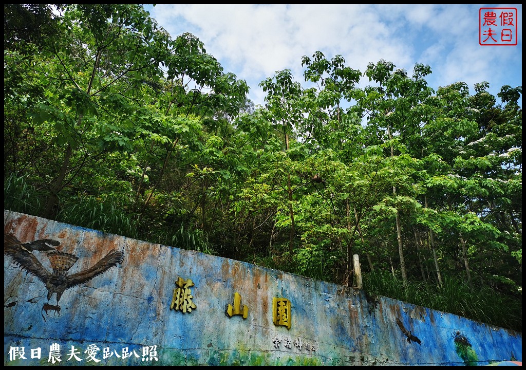 八卦山遊桐趣|員林藤山步道．邊運動健行邊賞桐花 @假日農夫愛趴趴照