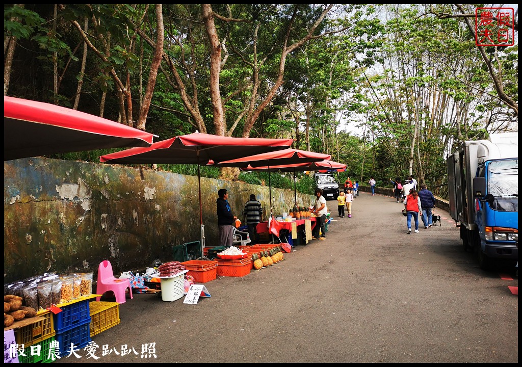 八卦山遊桐趣|員林藤山步道．邊運動健行邊賞桐花 @假日農夫愛趴趴照