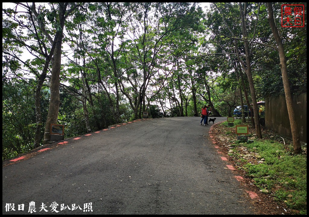 八卦山遊桐趣|員林藤山步道．邊運動健行邊賞桐花 @假日農夫愛趴趴照