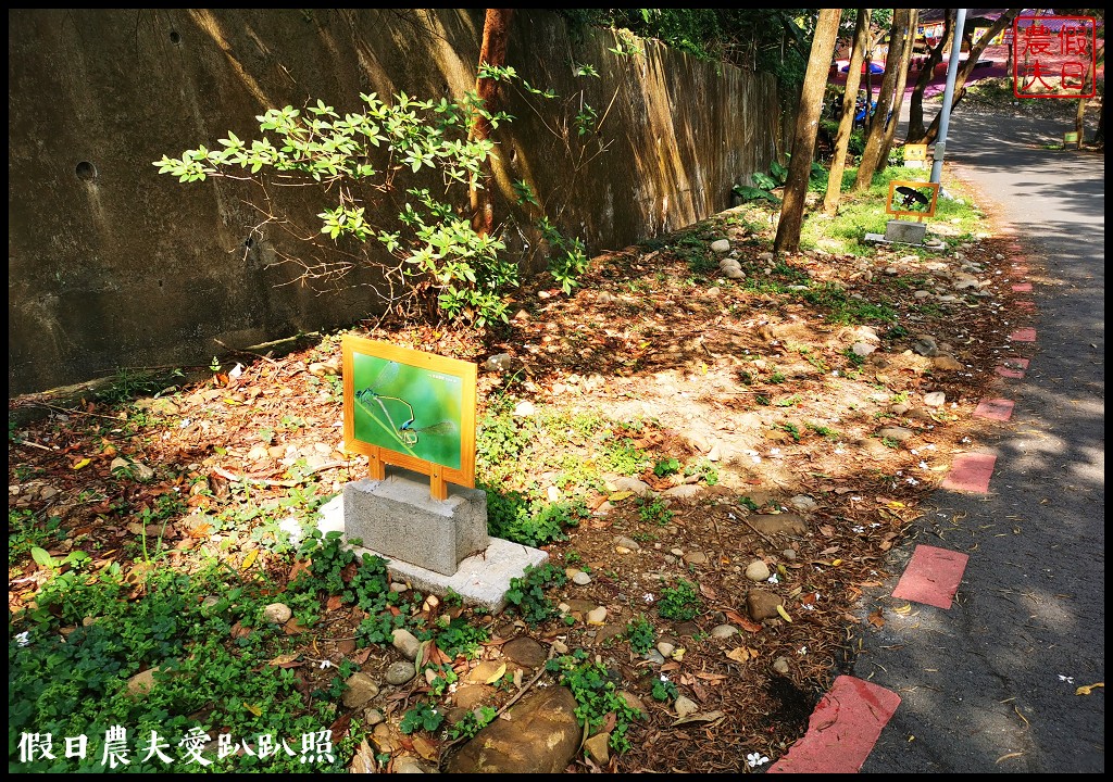 八卦山遊桐趣|員林藤山步道．邊運動健行邊賞桐花 @假日農夫愛趴趴照