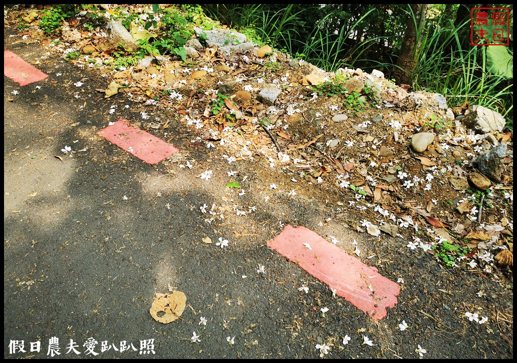 八卦山遊桐趣|員林藤山步道．邊運動健行邊賞桐花 @假日農夫愛趴趴照