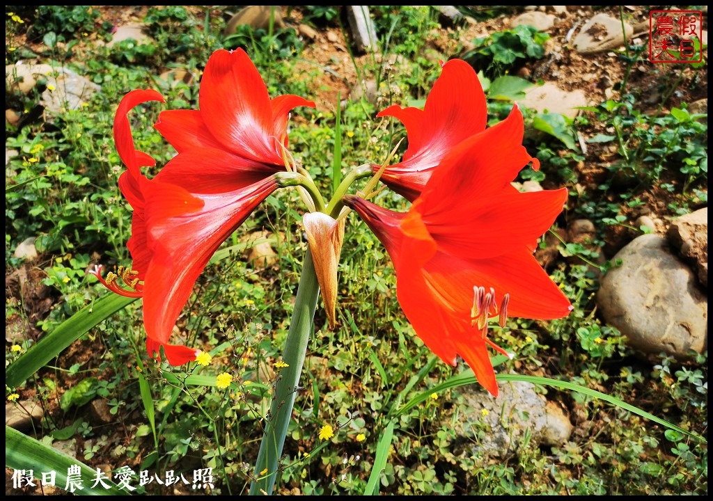 八卦山遊桐趣|員林藤山步道．邊運動健行邊賞桐花 @假日農夫愛趴趴照