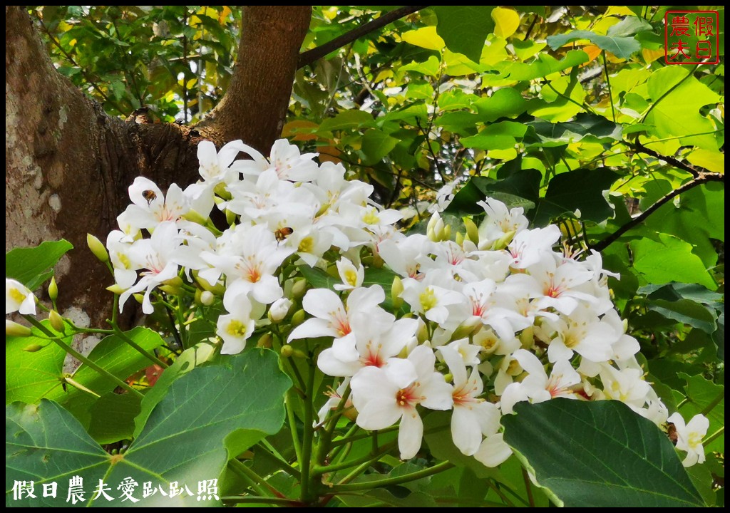 八卦山遊桐趣|員林藤山步道．邊運動健行邊賞桐花 @假日農夫愛趴趴照