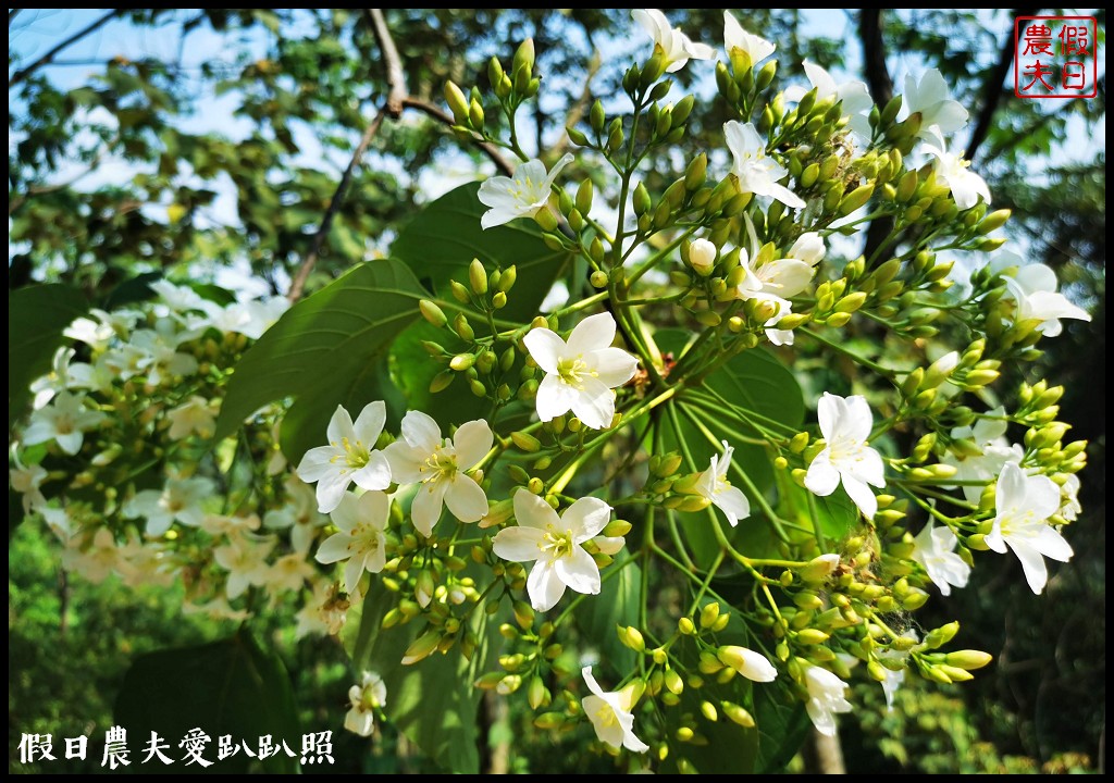 八卦山遊桐趣|員林藤山步道．邊運動健行邊賞桐花 @假日農夫愛趴趴照