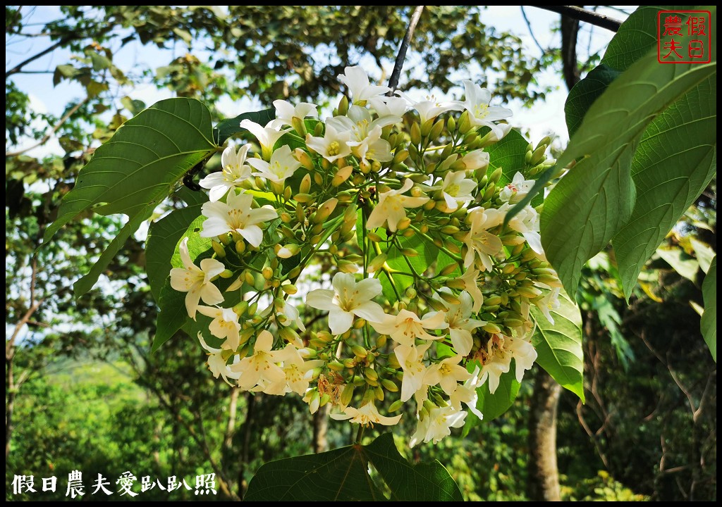 八卦山遊桐趣|員林藤山步道．邊運動健行邊賞桐花 @假日農夫愛趴趴照