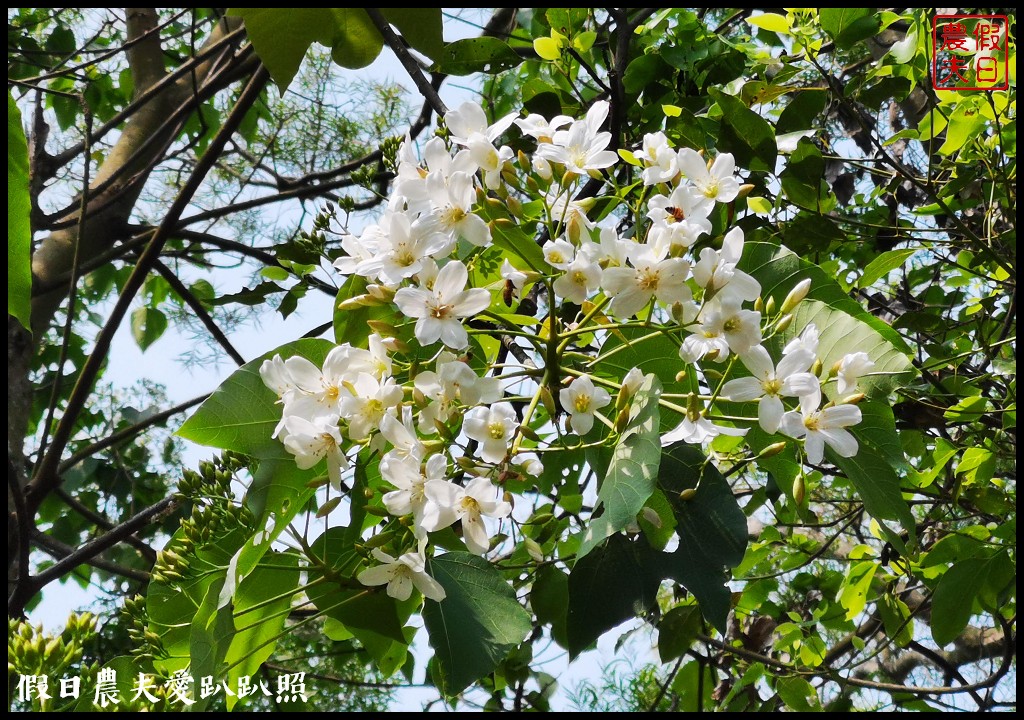 八卦山遊桐趣|員林藤山步道．邊運動健行邊賞桐花 @假日農夫愛趴趴照