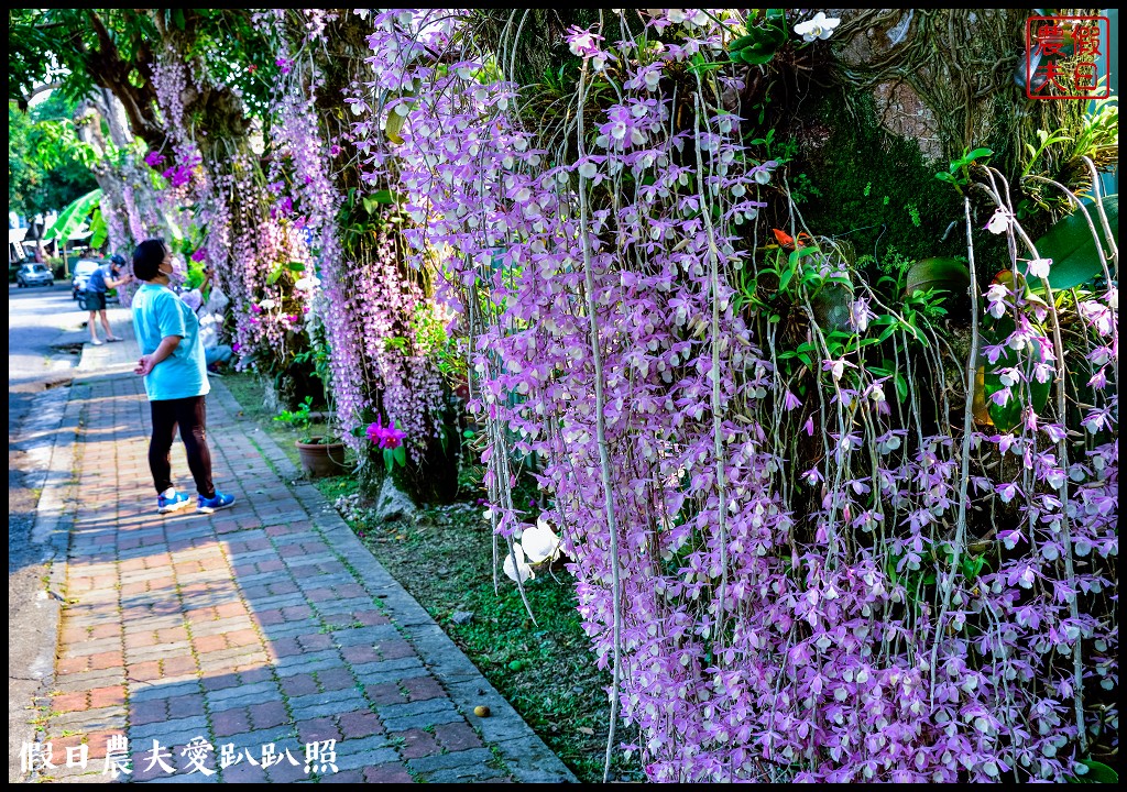 中興新村光明三路石斛蘭盛開．美麗瀑布蘭等你來欣賞 @假日農夫愛趴趴照