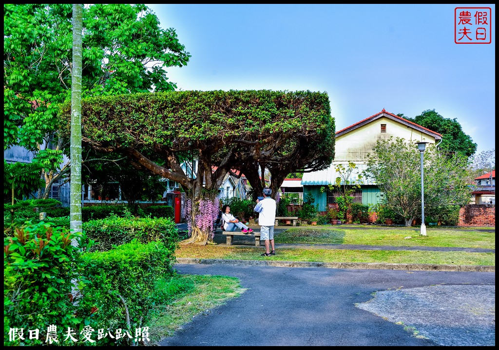 中興新村光明三路石斛蘭盛開．美麗瀑布蘭等你來欣賞 @假日農夫愛趴趴照