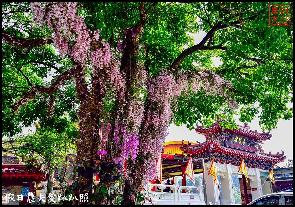 埔里太陽廟石斛蘭瀑布|最新賞花秘境|免費景點 @假日農夫愛趴趴照