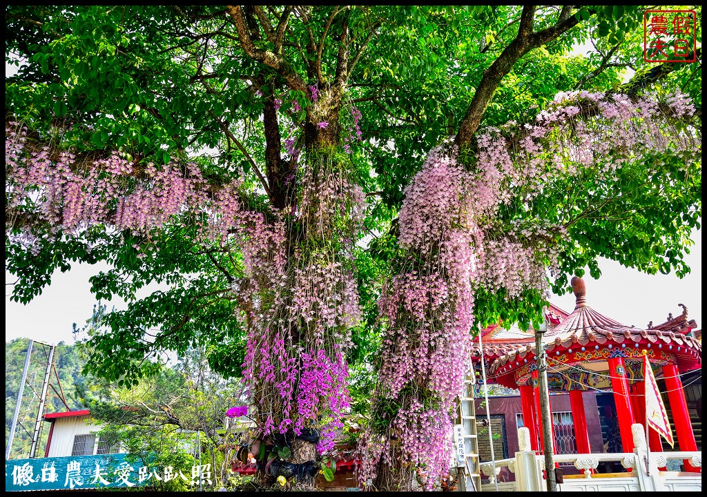 埔里太陽廟石斛蘭瀑布|最新賞花秘境|免費景點 @假日農夫愛趴趴照