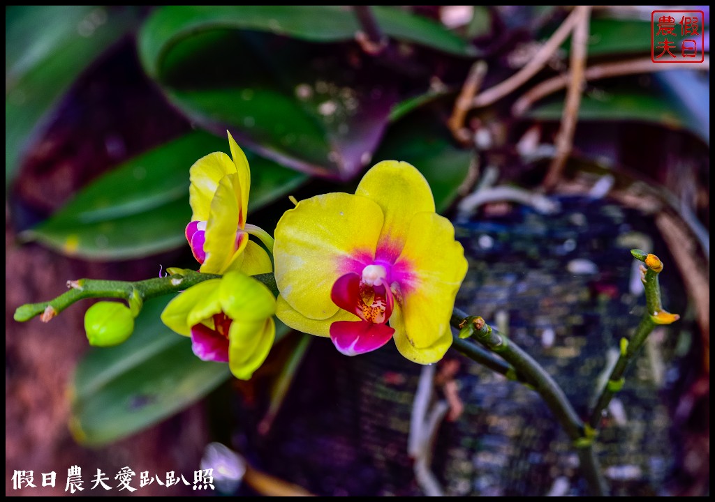 埔里太陽廟石斛蘭瀑布|最新賞花秘境|免費景點 @假日農夫愛趴趴照