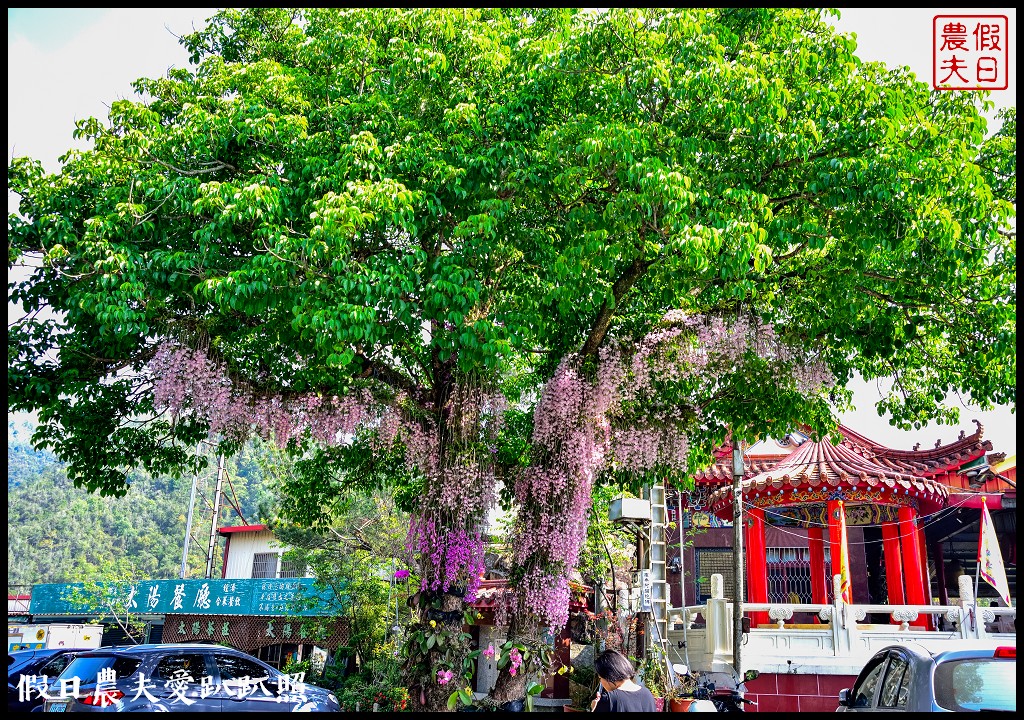 埔里太陽廟石斛蘭瀑布|最新賞花秘境|免費景點 @假日農夫愛趴趴照