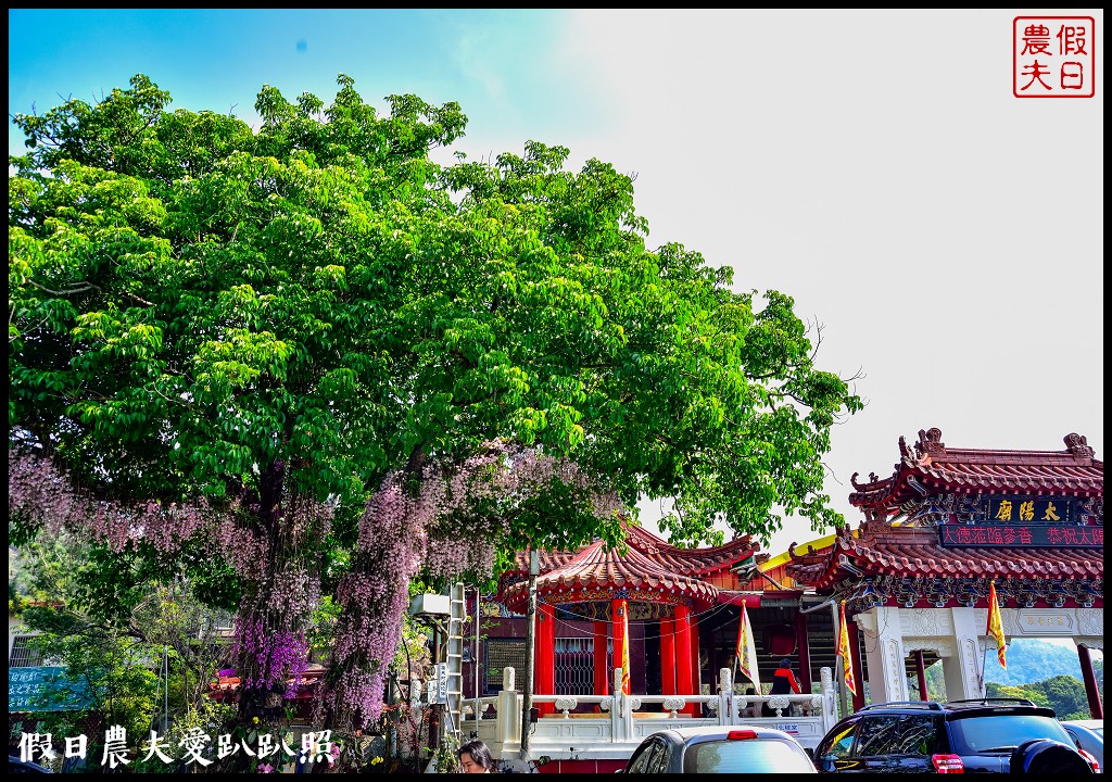 埔里太陽廟石斛蘭瀑布|最新賞花秘境|免費景點 @假日農夫愛趴趴照