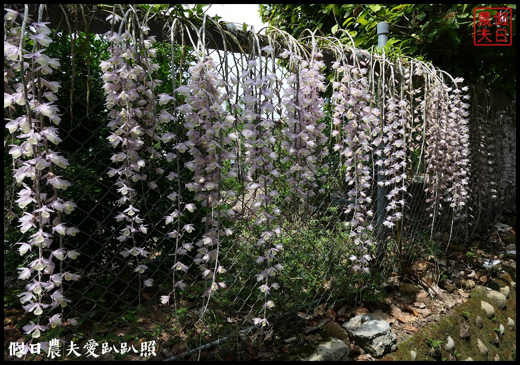 白河石斛蘭瀑布開花了|近洪氏溪洲部落赤中寺|交通指引 @假日農夫愛趴趴照