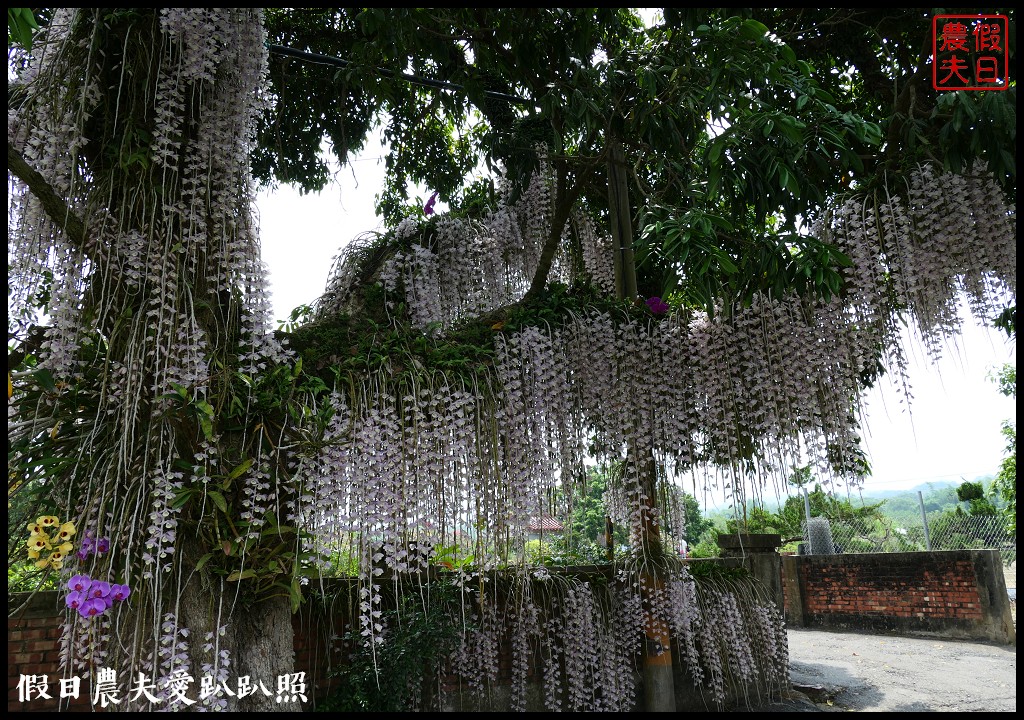 白河石斛蘭瀑布開花了|近洪氏溪洲部落赤中寺|交通指引 @假日農夫愛趴趴照