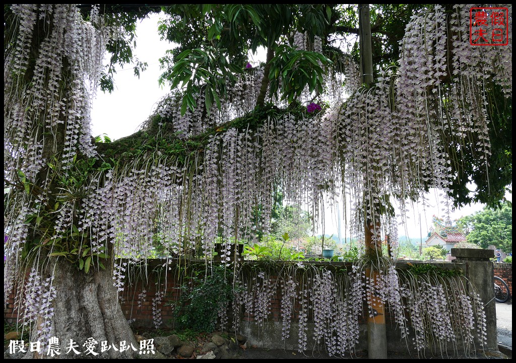 白河石斛蘭瀑布開花了|近洪氏溪洲部落赤中寺|交通指引 @假日農夫愛趴趴照