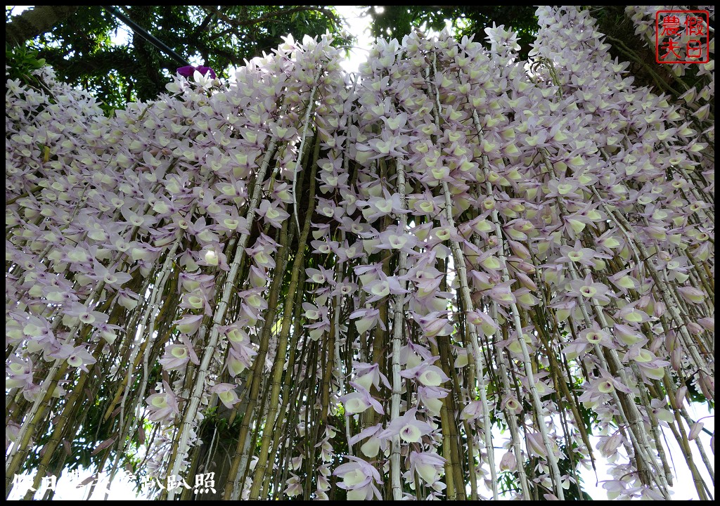 白河石斛蘭瀑布開花了|近洪氏溪洲部落赤中寺|交通指引 @假日農夫愛趴趴照