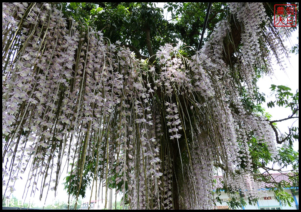 白河石斛蘭瀑布開花了|近洪氏溪洲部落赤中寺|交通指引 @假日農夫愛趴趴照