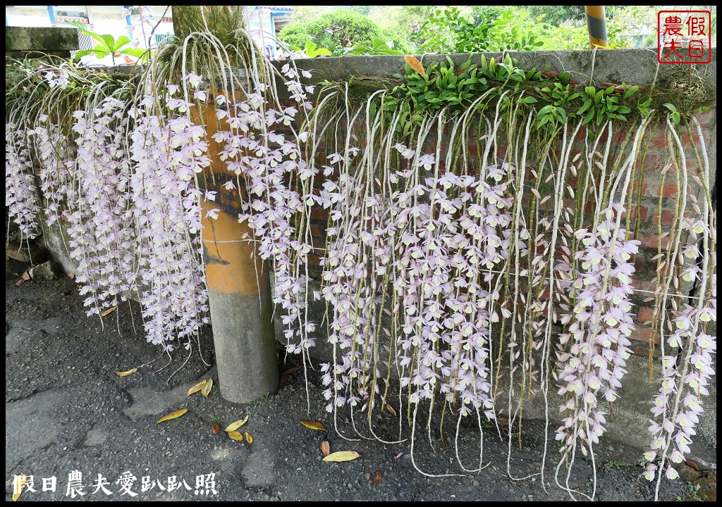 白河石斛蘭瀑布開花了|近洪氏溪洲部落赤中寺|交通指引 @假日農夫愛趴趴照