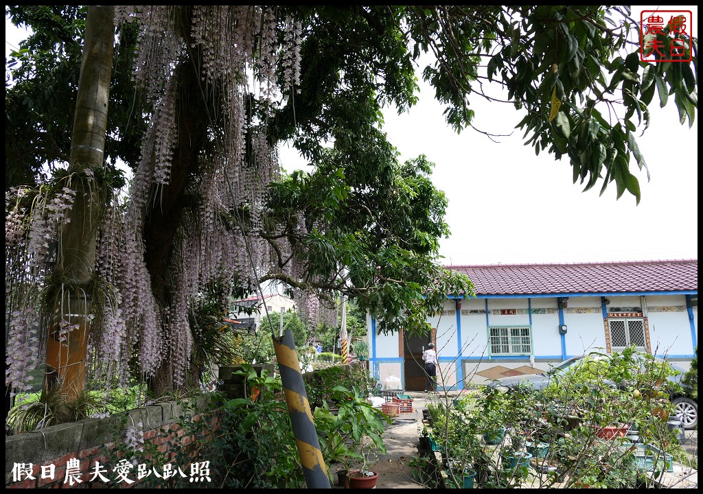 白河石斛蘭瀑布開花了|近洪氏溪洲部落赤中寺|交通指引 @假日農夫愛趴趴照