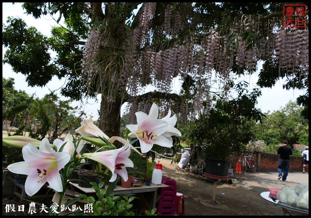 白河石斛蘭瀑布開花了|近洪氏溪洲部落赤中寺|交通指引 @假日農夫愛趴趴照