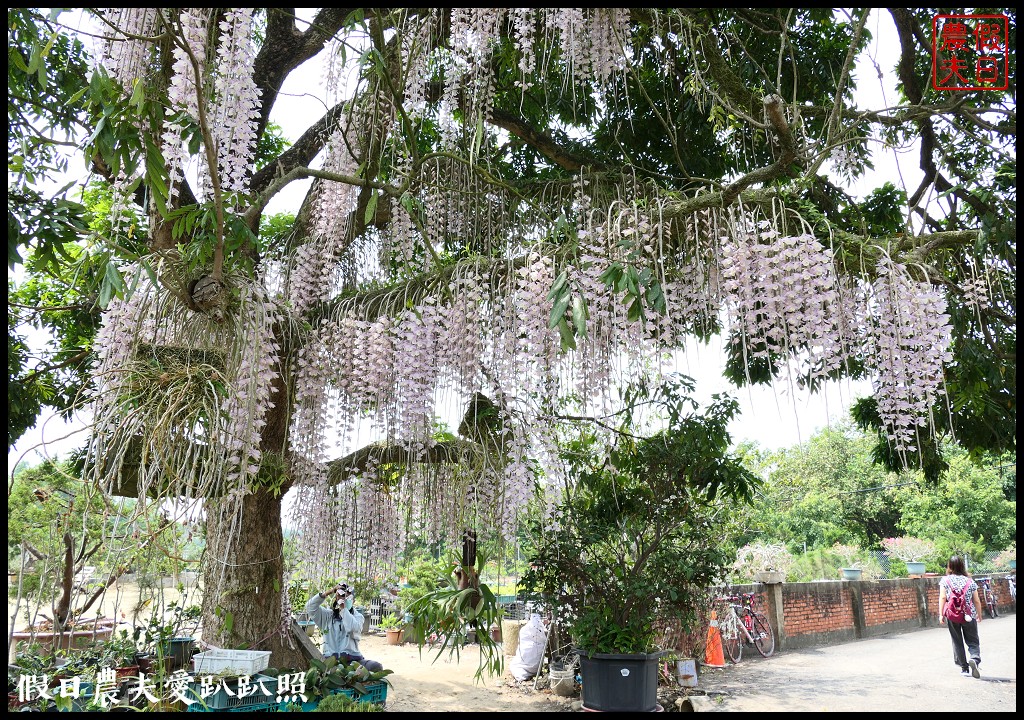 白河石斛蘭瀑布開花了|近洪氏溪洲部落赤中寺|交通指引 @假日農夫愛趴趴照