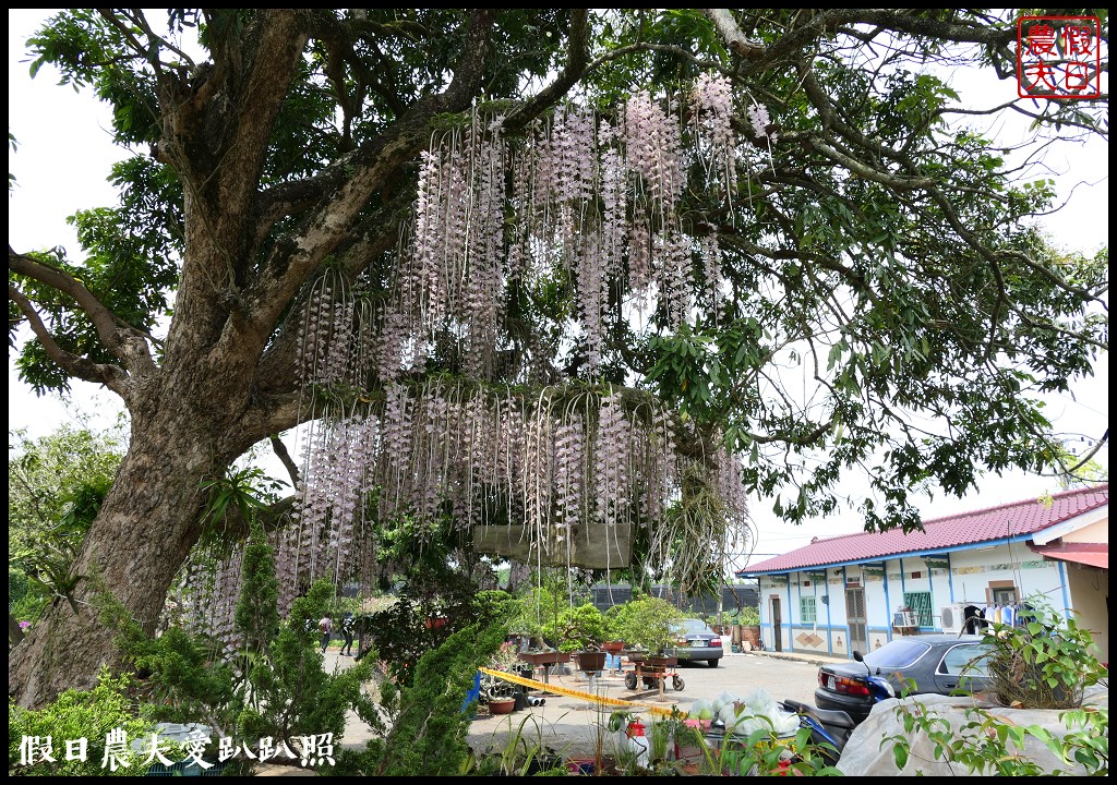 白河石斛蘭瀑布開花了|近洪氏溪洲部落赤中寺|交通指引 @假日農夫愛趴趴照