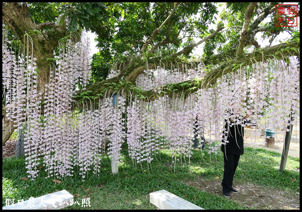 白河石斛蘭瀑布開花了|近洪氏溪洲部落赤中寺|交通指引 @假日農夫愛趴趴照