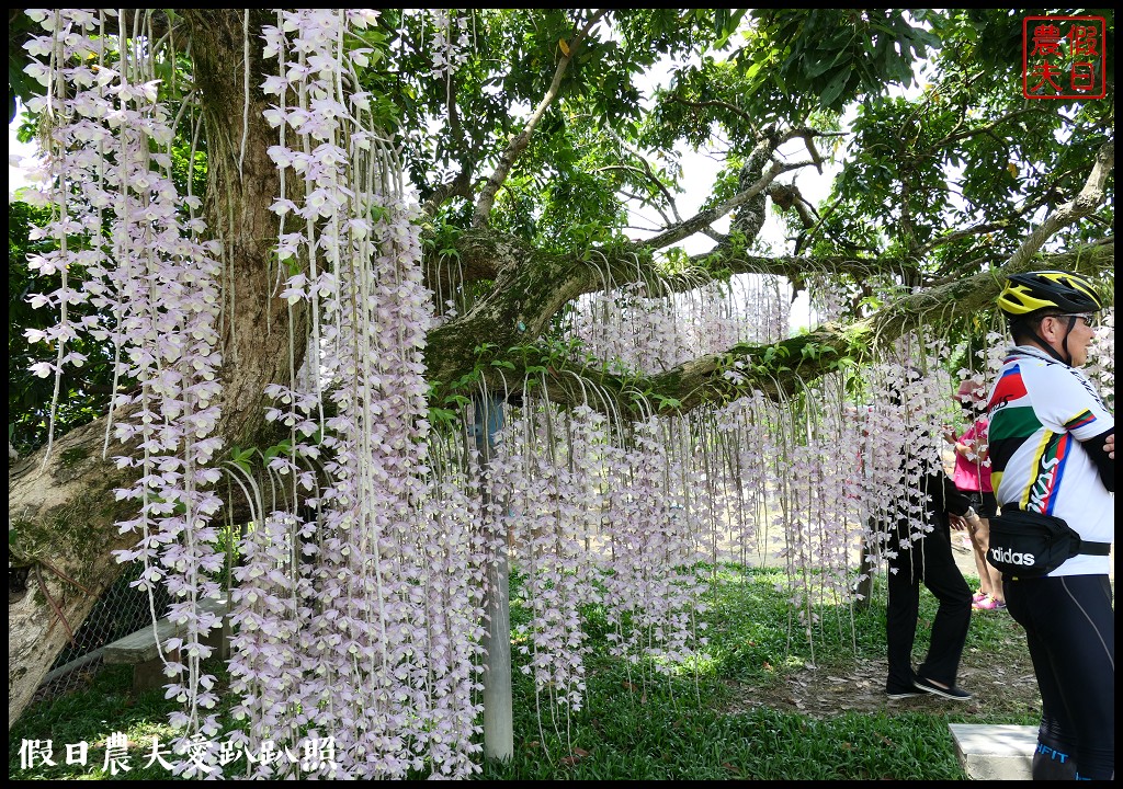 白河石斛蘭瀑布開花了|近洪氏溪洲部落赤中寺|交通指引 @假日農夫愛趴趴照