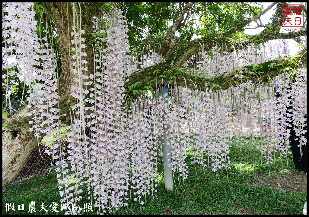 白河石斛蘭瀑布開花了|近洪氏溪洲部落赤中寺|交通指引 @假日農夫愛趴趴照