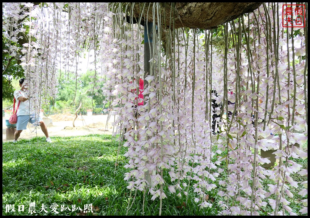 白河石斛蘭瀑布開花了|近洪氏溪洲部落赤中寺|交通指引 @假日農夫愛趴趴照