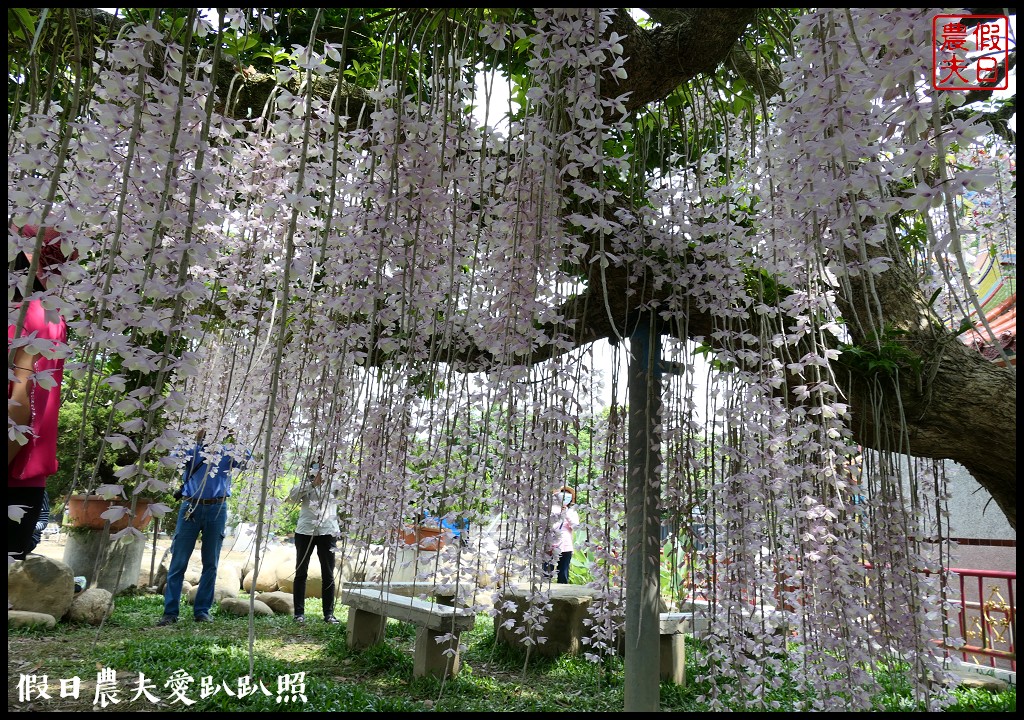 白河石斛蘭瀑布開花了|近洪氏溪洲部落赤中寺|交通指引 @假日農夫愛趴趴照