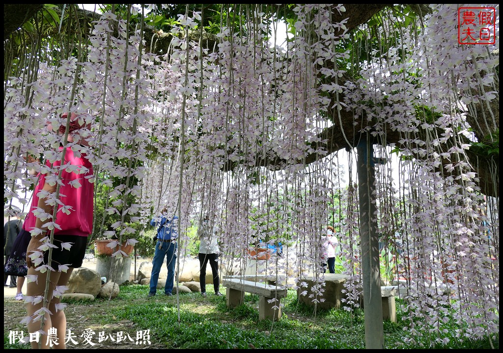 白河石斛蘭瀑布開花了|近洪氏溪洲部落赤中寺|交通指引 @假日農夫愛趴趴照