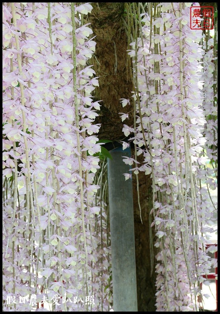 白河石斛蘭瀑布開花了|近洪氏溪洲部落赤中寺|交通指引 @假日農夫愛趴趴照