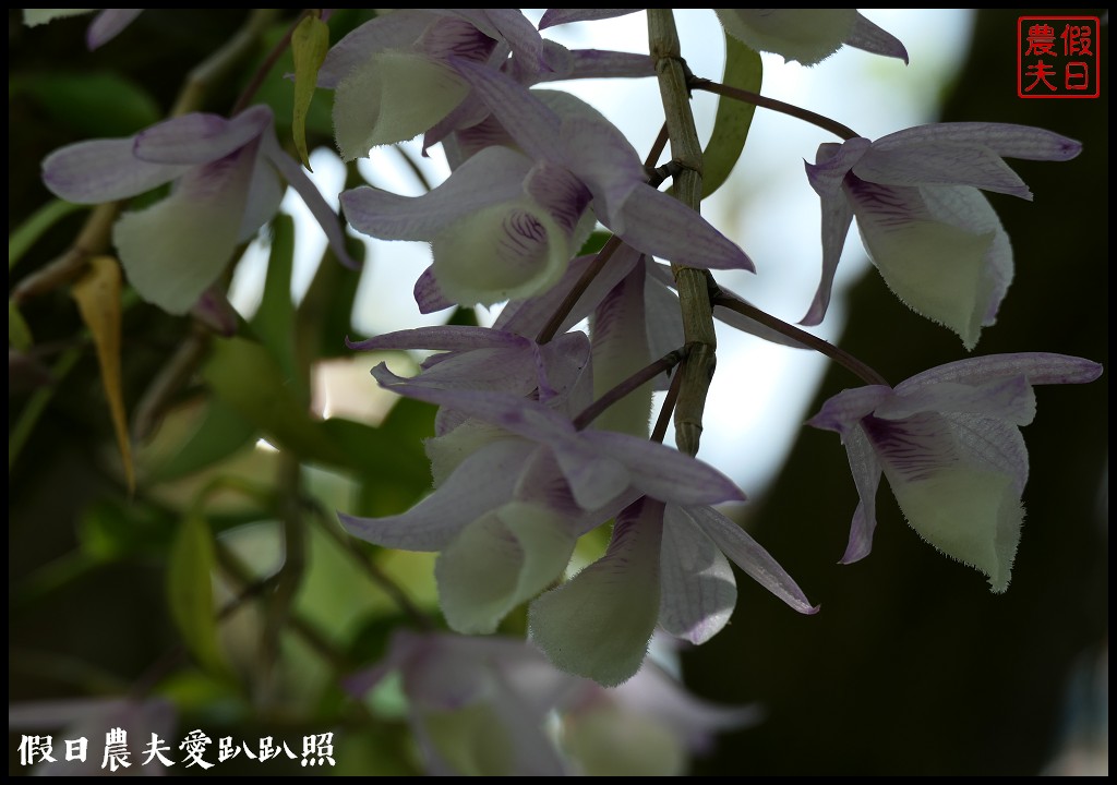 白河石斛蘭瀑布開花了|近洪氏溪洲部落赤中寺|交通指引 @假日農夫愛趴趴照