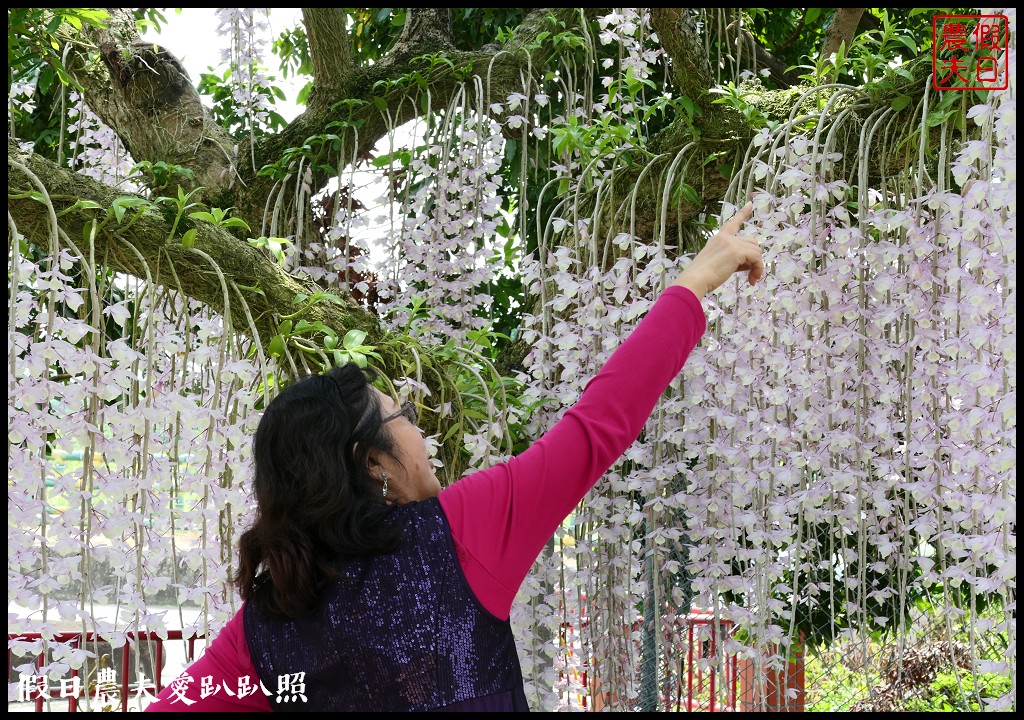 白河石斛蘭瀑布開花了|近洪氏溪洲部落赤中寺|交通指引 @假日農夫愛趴趴照